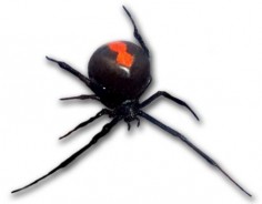 Latrodectus hasselti