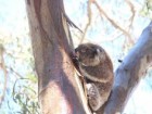 Echidna Walkabout and Koala Clancy Foundation