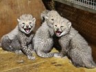 Zoo Warszawa