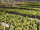 Kadoorie Farm and Botanic Garden