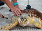 Andy Newman/Florida Keys News Bureau/HO