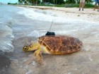 Andy Newman/Florida Keys News Bureau/HO