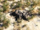 Elephants Without Borders