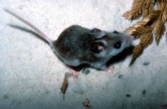 Peromyscus polionotus