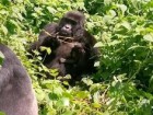 Ugandan Wildlife Service, FB