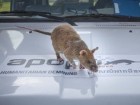 People's Dispensary for Sick Animals (PDSA)