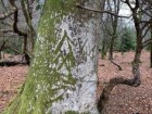 New Forest National Park Authority