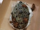 Eystein Østmoe/NTNU University Museum