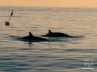 Sea Shepherd Conservation Society