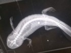 Klinika Weterynaryjna SKVet