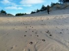 Katedra Ekologii i Zoologii Kręgowców Uniwersytetu Gdańskiego
