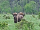 Fot. Tomasz Kamiński, Instytut Biologii Ssaków PAN w Białowieży