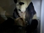 Ueno Zoo/Tokyo Zoological Park Society