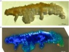 Mapalo et al., Proceedings of The Royal Society B