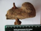 Albion Archeology