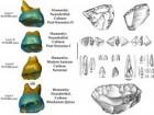 Ludovic Slimak et. al, Science Advances, 2022, vol 8 issue 6