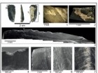 Andreu Ollé / Wang et al., Nature 2022