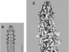 Joanna N. Izdebska, Leszek Rolbiecki, Wojciech Bielecki, International Journal for Parasitology: Parasites and Wildlife, Volume 17, 2022