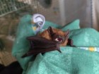 Ukrainian Bat Rehabilitation Center