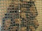Ukrainian Bat Rehabilitation Center