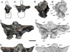 Aranciaga Rolando, A.M., Motta, M.J., Agnolín, F.L. et al. Sci Rep 12, 6318 (2022)