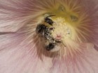 Jeff Eden, RBG Kew