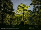 Sriram Murali/Anamalai Tiger Reserve Forest Department