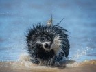 Christine Johnson/Animal Friends Comedy Pets Photo Awards