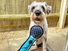 Janet Gordon/Animal Friends Comedy Pets Photo Awards