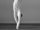 Kazutoshi Ono/Animal Friends Comedy Pets Photo Awards