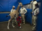 San Diego Zoo Wildlife Alliance