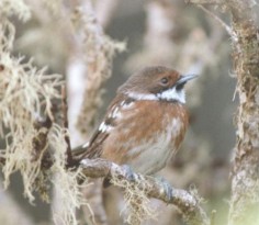 Hawajczyk (Chasiempis sandwichensis)