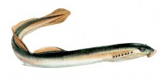 Minóg morski (Petromyzon marinus)