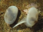 Valentich-Scott, Goddard, A fossil species found living off southern California, with notes on the genus Cymatioa, ZooKeys 1128