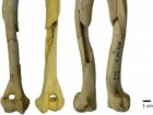 Montserrat Hervella et al. The domestic dog that lived ∼17,000 years ago in the Lower Magdalenian of Erralla site (Basque Country): A radiometric and genetic analysis, Journal of Archaeological Science: Reports, Volume 46, 2022,
