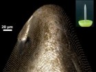 G. Zabow/NIST