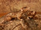 Fot. Agnieszka Kapuścińska, Muzeum Ewolucji Instytutu Paleobiologii PAN