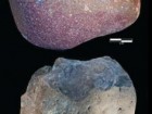 T.W.Plummer, J.S.Oliver, E.M.Finestone, Homa Peninsula Paleoanthropology Project