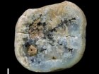 S.E.Bailey, Homa Peninsula Paleoanthropology Project