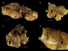 M. Larsson, B. Foley, „The king's spice cabinet...”, PLoS ONE 18(1), Jan 26, 2023, Creative Commons