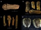 M. Larsson, B. Foley, „The king's spice cabinet...”, PLoS ONE 18(1), Jan 26, 2023, Creative Commons