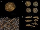 M. Larsson, B. Foley, „The king's spice cabinet...”, PLoS ONE 18(1), Jan 26, 2023, Creative Commons