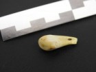 Max Planck Institute for Evolutionary Anthropology