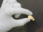 Max Planck Institute for Evolutionary Anthropology
