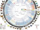 Kawahara, A.Y., Storer, C., Carvalho, A.P.S. et al., Nat Ecol Evol (2023). https://doi.org/10.1038/s41559-023-02041-9