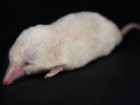Tomasz Kamiński, Instytut Biologii Ssaków PAN w Białowieży