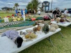 Jace Tunnell, Mission-Aransas National Estuarine Research Reserve