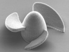 Jin Lee, Shields Lab