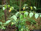 Jan Samanek, Phytosanitary Administration, Bugwood.org, CC 3.0, Forestry Images