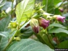 Jan Samanek, Phytosanitary Administration, Bugwood.org, CC 3.0, Forestry Images